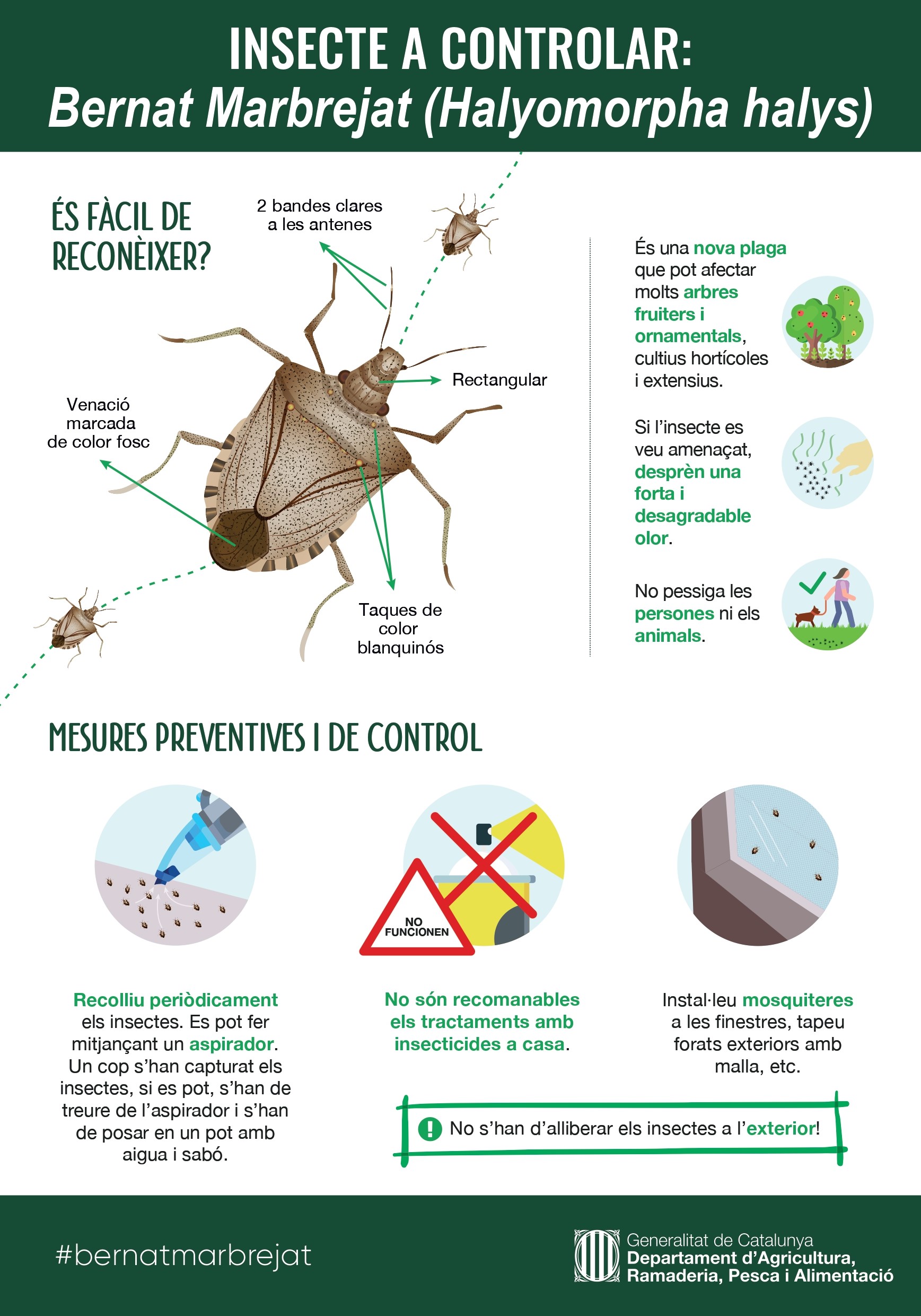 halyomorpha-halys-poster-bernat-marbrejat_page-0001